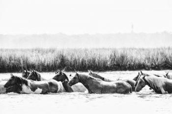 Water Horses III | Obraz na stenu