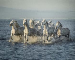 Water Horses VI | Obraz na stenu