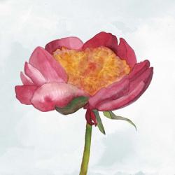 Joyful Peony II | Obraz na stenu