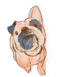 Dog Portrait--Bobo | Obraz na stenu