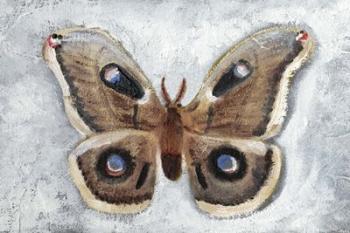 Papillon de Nuit II | Obraz na stenu