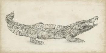 Crocodile Sketch | Obraz na stenu