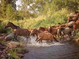 River Horses II | Obraz na stenu