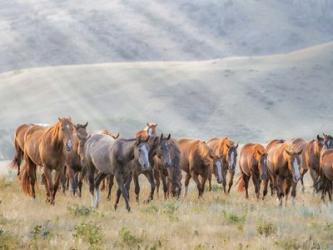 Sunkissed Horses III | Obraz na stenu