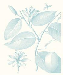 Botanical Study in Spa III | Obraz na stenu