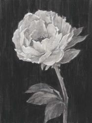 Black and White Flowers II | Obraz na stenu