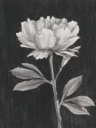 Black and White Flowers III | Obraz na stenu