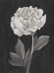 Black and White Flowers IV | Obraz na stenu