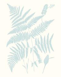 Serene Ferns I | Obraz na stenu