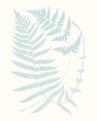 Serene Ferns III | Obraz na stenu