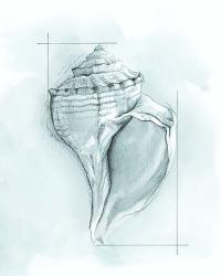 Coastal Shell Schematic I | Obraz na stenu