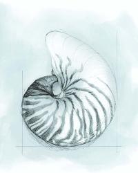 Coastal Shell Schematic II | Obraz na stenu