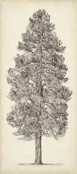 Pacific Northwest Tree Sketch III | Obraz na stenu