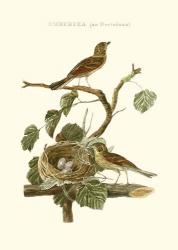 Nozeman Common Teal Nest | Obraz na stenu