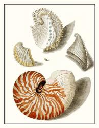 Collected Shells I | Obraz na stenu