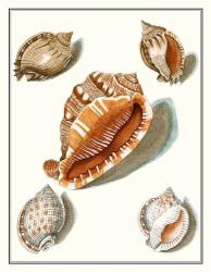 Collected Shells VII | Obraz na stenu
