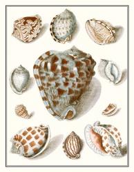 Collected Shells VIII | Obraz na stenu