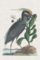 Catesby Heron I | Obraz na stenu