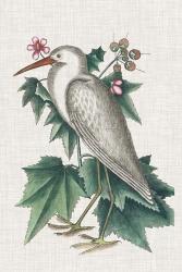 Catesby Heron III | Obraz na stenu