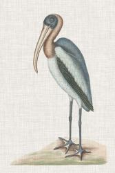 Catesby Heron IV | Obraz na stenu