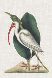 Catesby Heron VI | Obraz na stenu