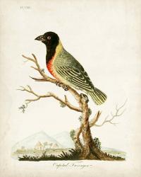 Capital Tanager | Obraz na stenu