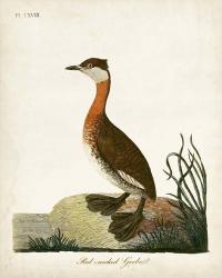 Red-Necked Grebe | Obraz na stenu
