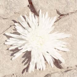 Stone Blossom III | Obraz na stenu