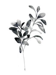 Brume Botanical I | Obraz na stenu