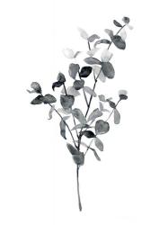 Brume Botanical IV | Obraz na stenu