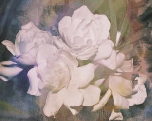 Blush Gardenia Beauty I | Obraz na stenu