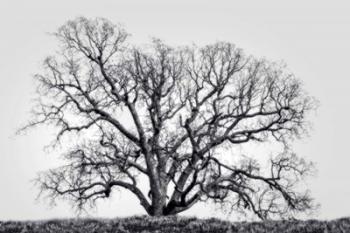Grand Oak Tree I | Obraz na stenu