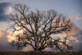 Grand Oak Tree II | Obraz na stenu