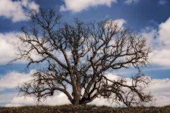Grand Oak Tree III | Obraz na stenu