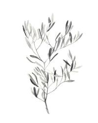 Paynes Grey Botanicals IV | Obraz na stenu