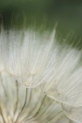 Macro Dandilion I | Obraz na stenu