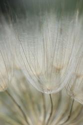 Macro Dandilion III | Obraz na stenu