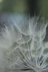 Macro Dandilion VIII | Obraz na stenu