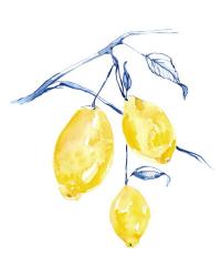 Watercolor Lemons I | Obraz na stenu