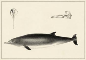 Antique Dolphin Study I | Obraz na stenu