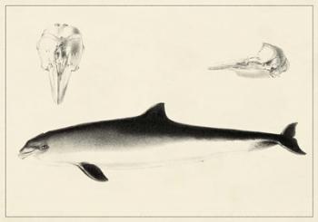 Antique Dolphin Study II | Obraz na stenu