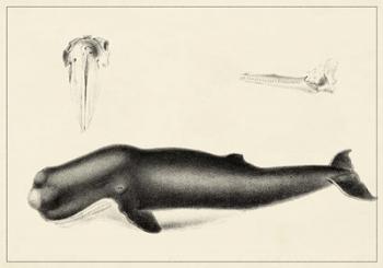 Antique Whale Study II | Obraz na stenu