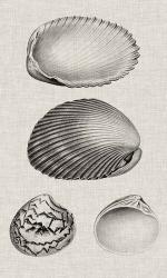 Charcoal & Linen Shells VIII | Obraz na stenu
