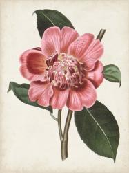 Carnelian Blooms I | Obraz na stenu