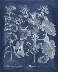 Besler Leaves in Indigo I | Obraz na stenu