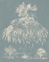Delicate Besler Botanical I | Obraz na stenu