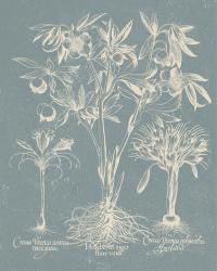 Delicate Besler Botanical II | Obraz na stenu