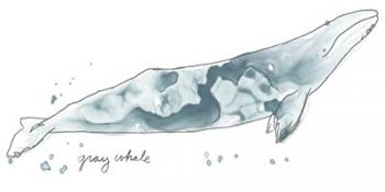 Cetacea Gray Whale | Obraz na stenu
