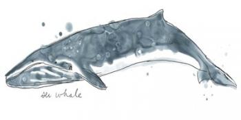 Cetacea Sei Whale | Obraz na stenu