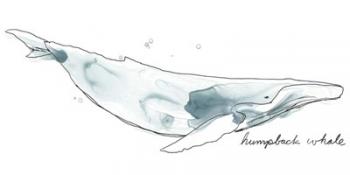 Cetacea Humpback | Obraz na stenu